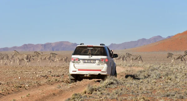 Zebra Safari - Namibrand, Namibya — Stok fotoğraf