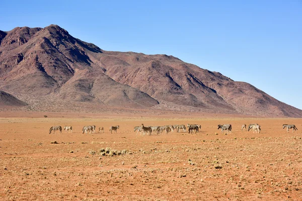Zebra e Paisagem do Deserto NamibRand, Namíbia — Fotografia de Stock