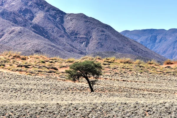 Woestijn landschap - Namibrand, Namibië — Stockfoto