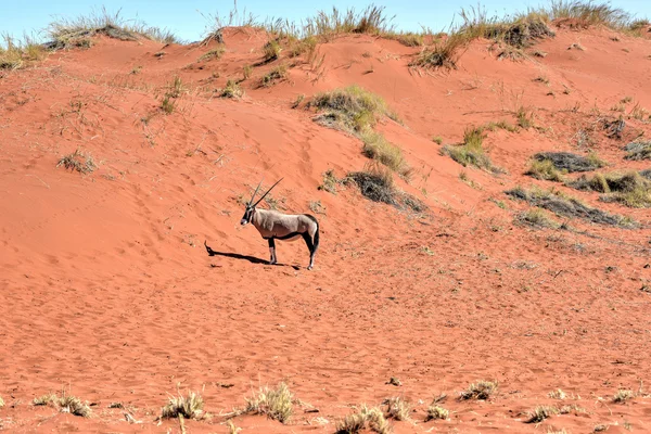 Manzara - Namibrand, Namibia çöl — Stok fotoğraf