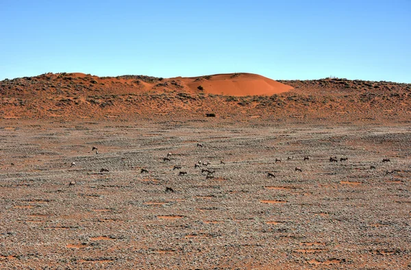 Feenkreise - namibia — Stockfoto