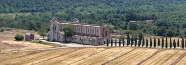 San Galgano 'nun çatısız manastırı Chiusdino, Toskana yakınlarındaki ekili tarlalar ve selvi ağaçları arasında..