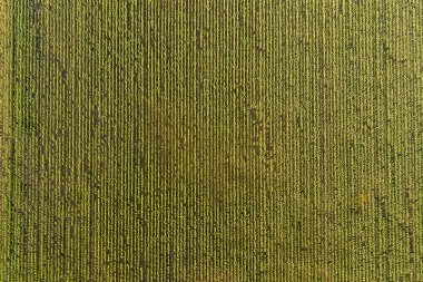 İtalya 'nın Assisi yakınlarındaki yemyeşil alanların havadan görünüşü çarpıcı bir model oluşturuyor. Yazın canlı manzarayı aydınlatan parlak doğal ışıkla yakalanmış..