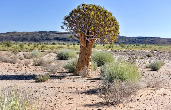 Koger träd - namibia — Stockfoto