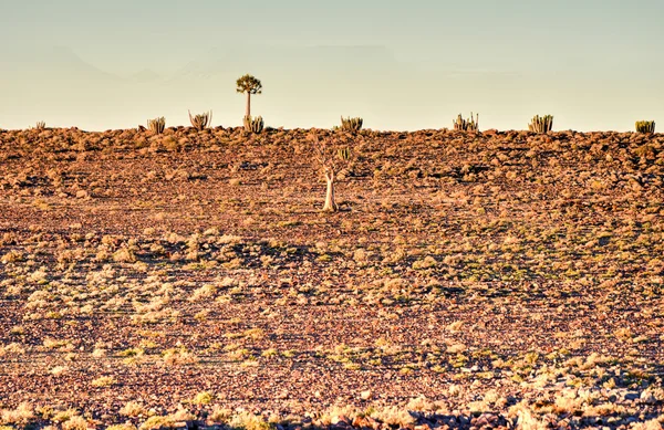 箭袋树-纳米比亚 — 图库照片