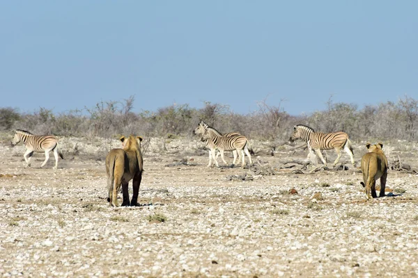 Leone e Zebre a Etosha, Namibia — Foto Stock