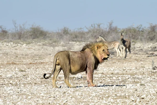 Lew i zebry w Etosha, Namibia — Zdjęcie stockowe