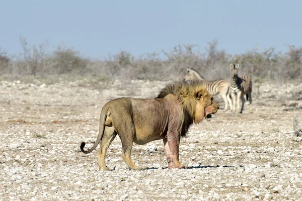 León y Cebras en Etosha, Namibia — Foto de Stock