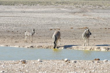 Zebra - etkin, Namibya