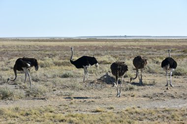 Devekuşu - etkin, Namibya