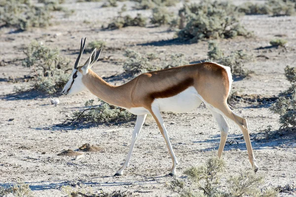 Springbok no Parque Nacional de Etosha — Fotografia de Stock