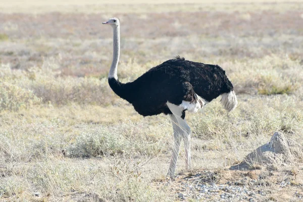 Avestruz - Etosha, Namíbia — Fotografia de Stock