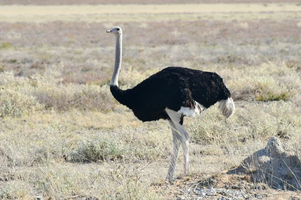 Strusia - Etosha, Namibia — Zdjęcie stockowe