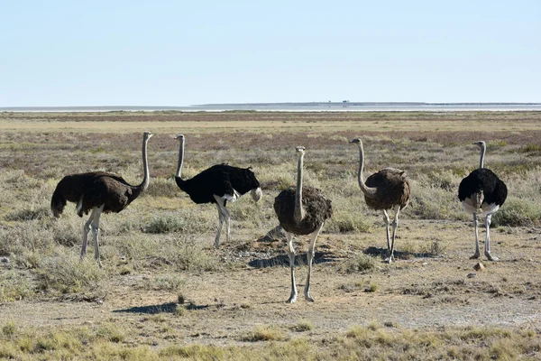 Pštros - Etosha, Namibie — Stock fotografie