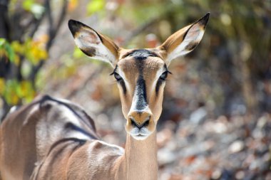 Springbok etkin Milli Parkı'nda