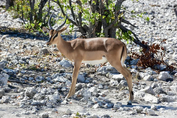 Springbok etkin Milli Parkı'nda — Stok fotoğraf