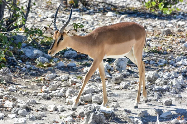 Antilopa skákavá v národní Park Etosha — Stock fotografie