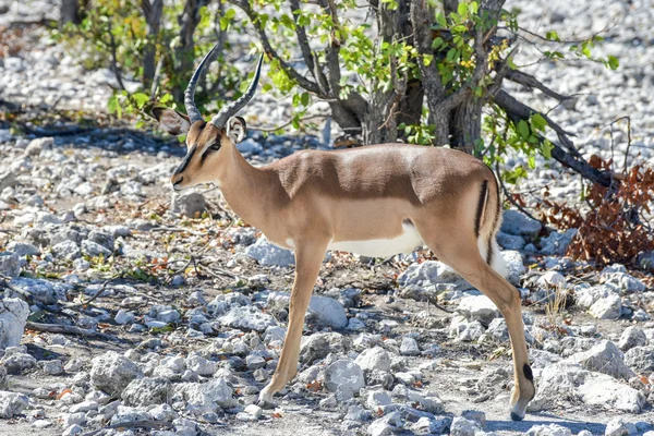 Springbok etkin Milli Parkı'nda — Stok fotoğraf