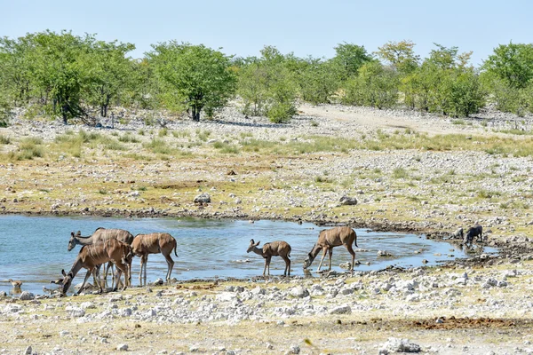 Μεγάλη αντιλόπη της Αφρικής στο Εθνικό Πάρκο Etosha — Φωτογραφία Αρχείου