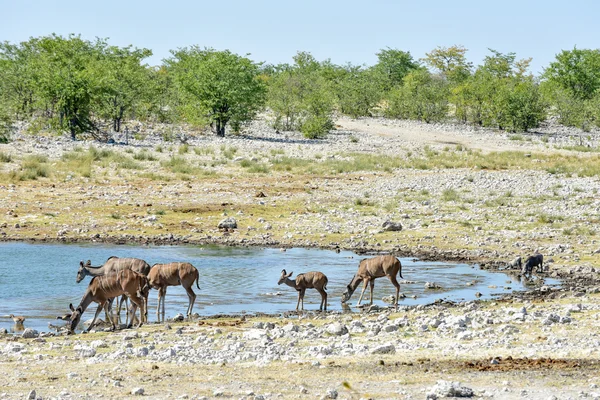 Kudu en el Parque Nacional Etosha —  Fotos de Stock