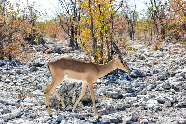 스프링 Etosha 국립 공원 — 스톡 사진