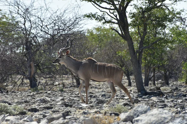 Kudu dans le parc national d'Etosha — Photo