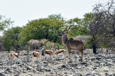 Springbok etkin Milli Parkı'nda