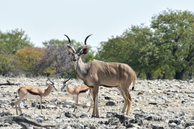Kudu etkin Milli Parkı'nda