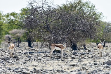 Kudu etkin Milli Parkı'nda