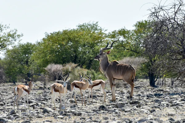 Springbok nel Parco Nazionale di Etosha — Foto Stock