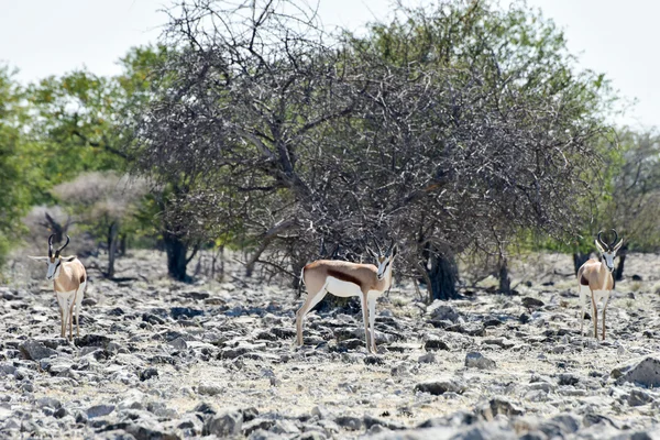 Az Etosha nemzeti parkban kudu — Stock Fotó