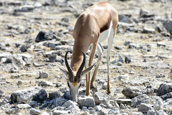 Springbok en el Parque Nacional Etosha — Foto de Stock