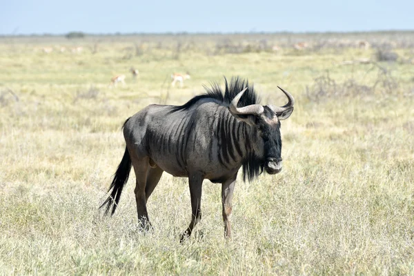 GNU w Etosha National Park — Zdjęcie stockowe