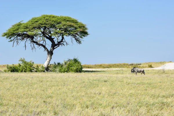 Wildebeest in Etosha National Park — Stock Photo, Image