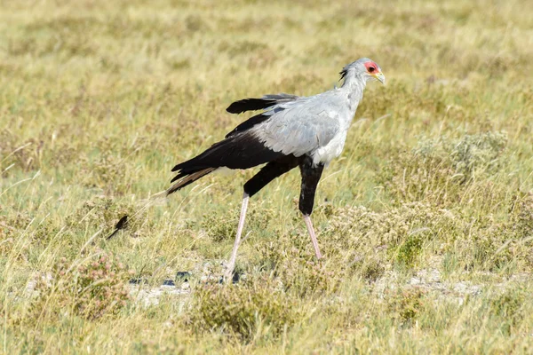 Secrétaire Bird dans le parc national d'Etosha — Photo