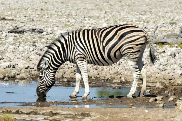 Ζέβρα - etosha, Ναμίμπια — Φωτογραφία Αρχείου