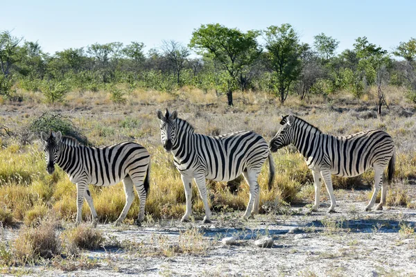 Cebra - Etosha, Namibia —  Fotos de Stock