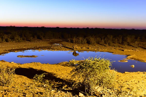 Water Hole - Etosha, Namibia — стоковое фото