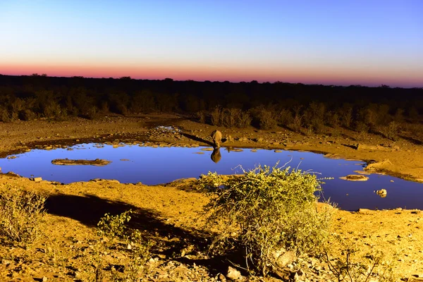 Water Hole - Etosha, Namibia — стоковое фото