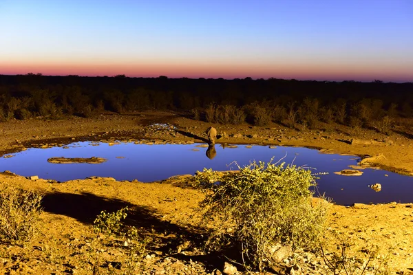 Water Hole - Etosha, Namibia — стоковое фото