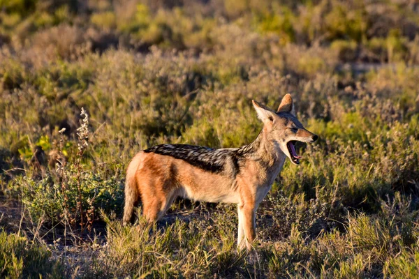 Chacal - Etosha, Namíbia — Fotografia de Stock