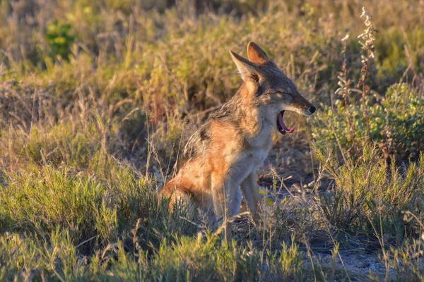 Chacal - Etosha, Namíbia — Fotografia de Stock