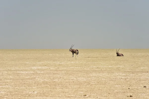 Etosha sůl Pan - Namibie — Stock fotografie