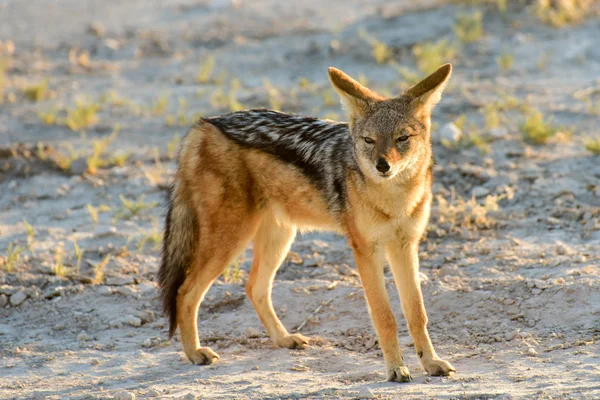 Schakal - etosha, namibia — Stockfoto