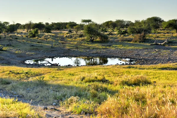 Vattning hål - Etosha, Namibia — Stockfoto