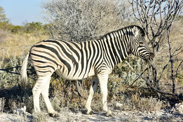 Zebra - etosha, Namíbia — Stock Fotó