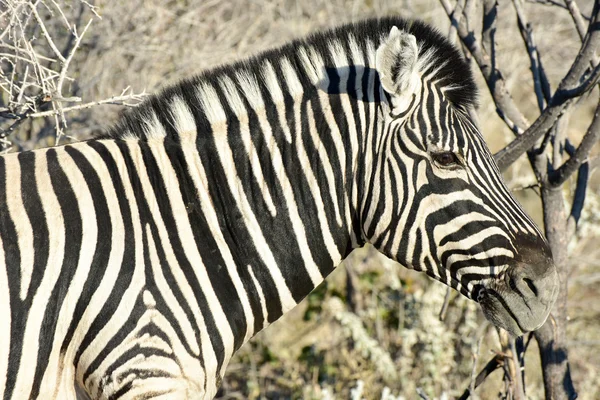 Zebra - etkin, Namibya — Stok fotoğraf