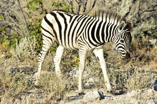 Zebra - etosha, Namíbia — Stock Fotó