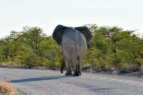 大象-纳米比亚埃托沙 — 图库照片