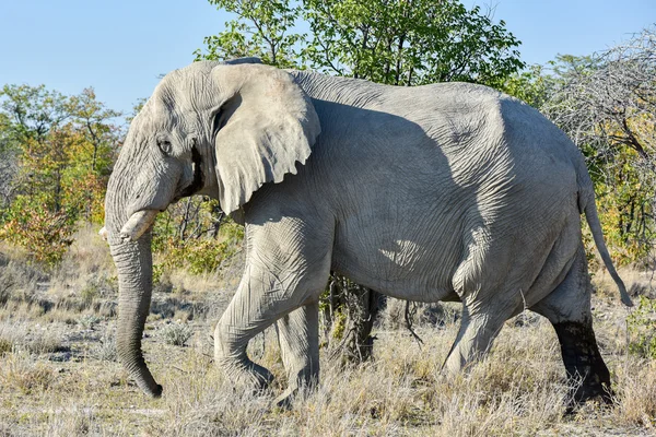 Éléphant - Etosha, Namibie — Photo